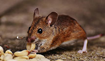 24 Hour & Emergency Exterminators in Chase Lake, NY